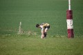 Rams - Amersham & Chilterns 10s