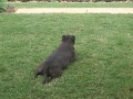 PRES. BAZZA'S DOG 